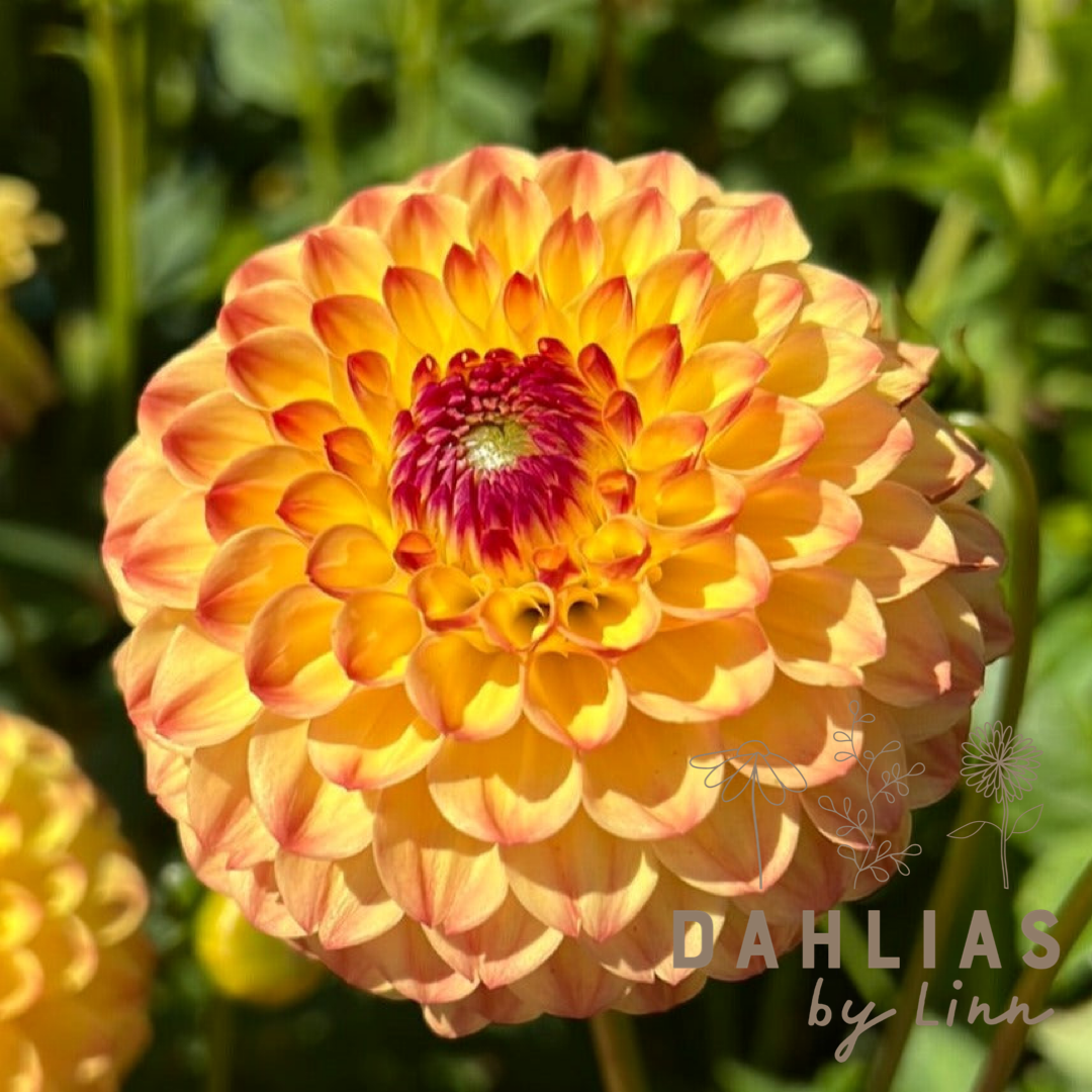 Dahlia Sunny Boy
