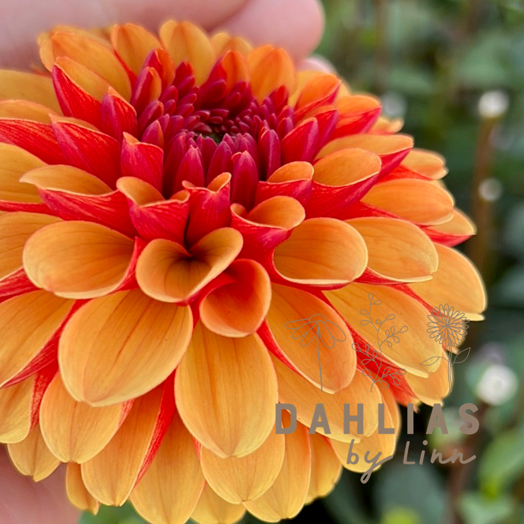 Dahlia American Sunset