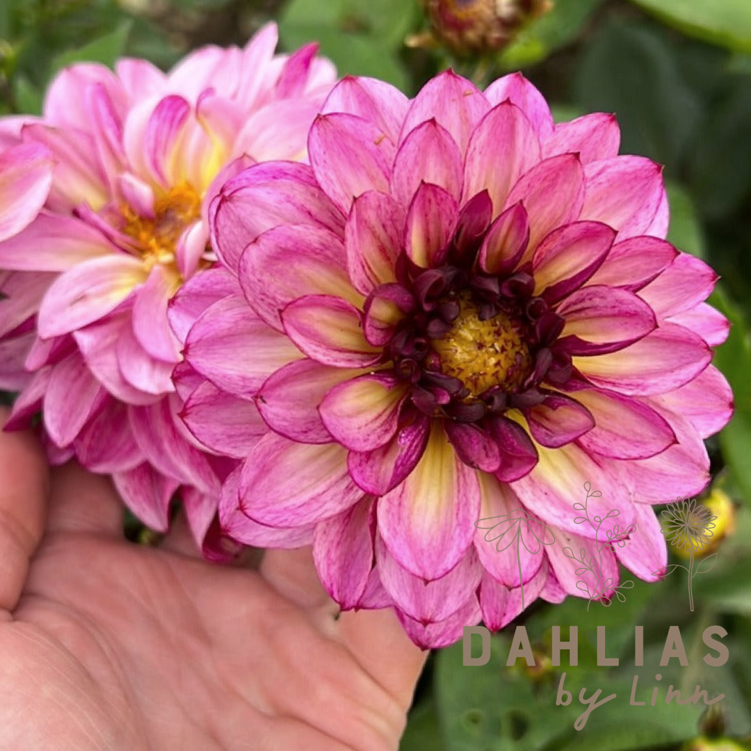 Dahlia Muchacha