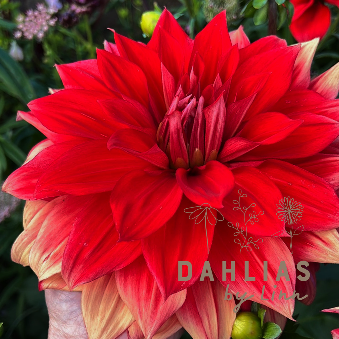 Dahlia Babylon Red