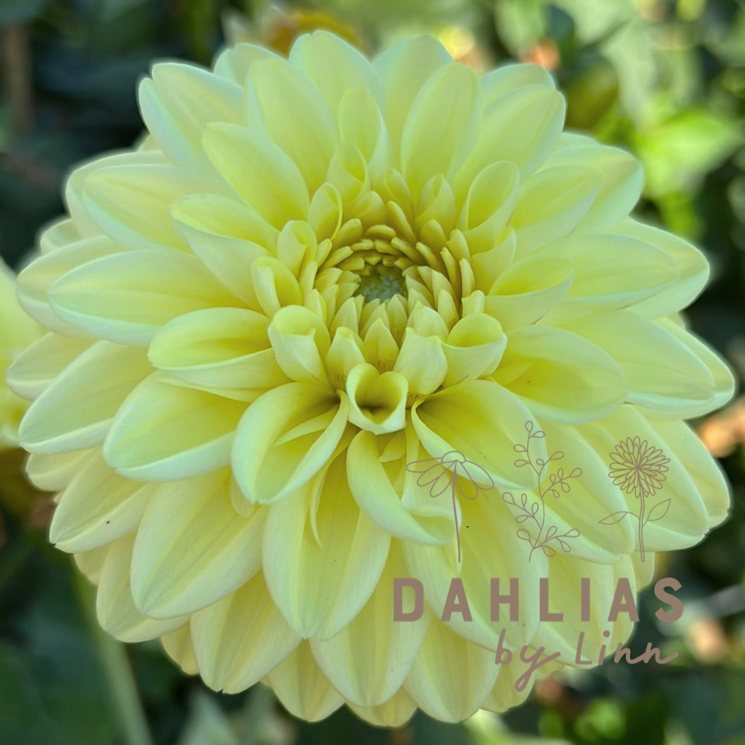 Dahlia Golden Eye