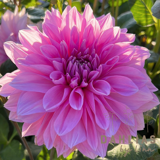 Dahlia Lavender Perfection