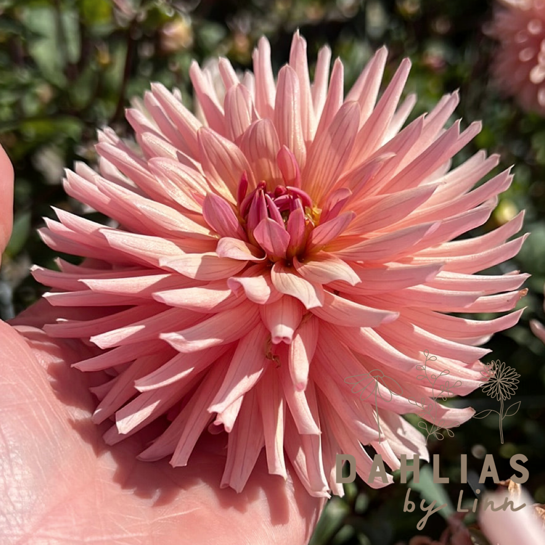 Dahlia Préference