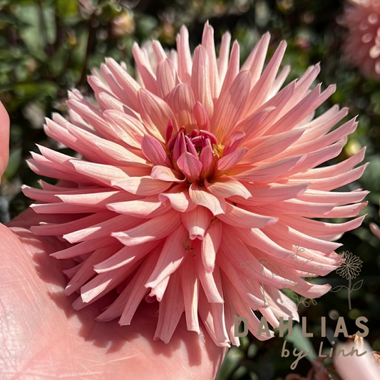 Dahlia Préference