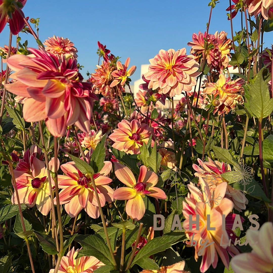Dahlia Happy Butterfly