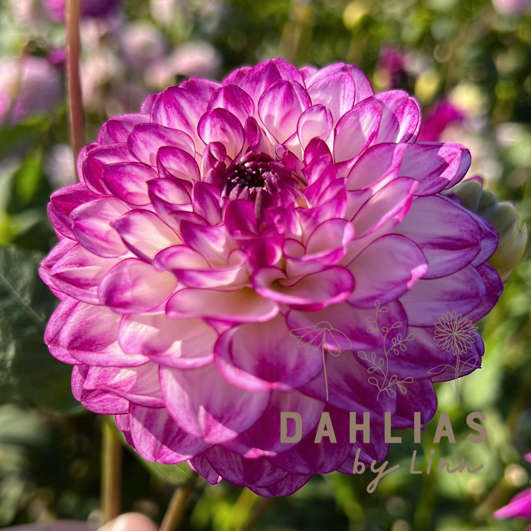 Dahlia Dreaming Maid