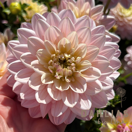 Dahlia Pink Magic