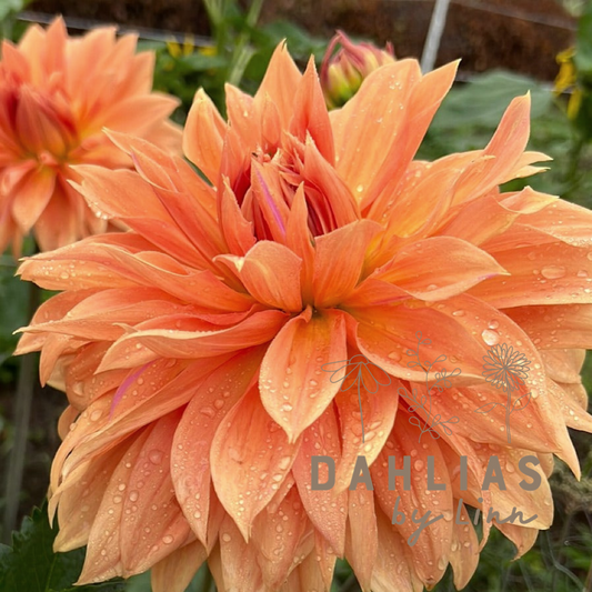 Dahlia Babylon Bronze