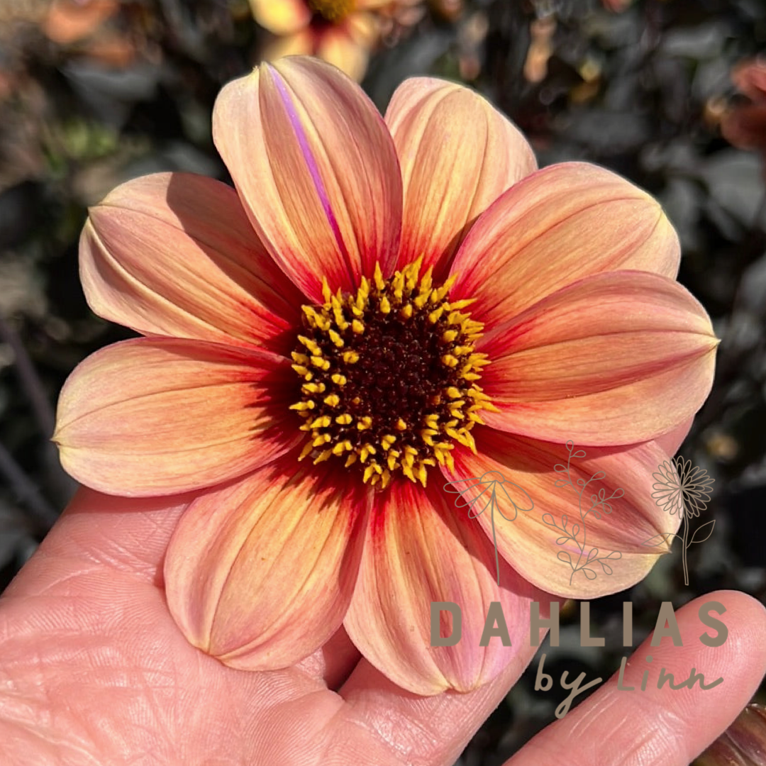 Dahlia HS Kiss ®