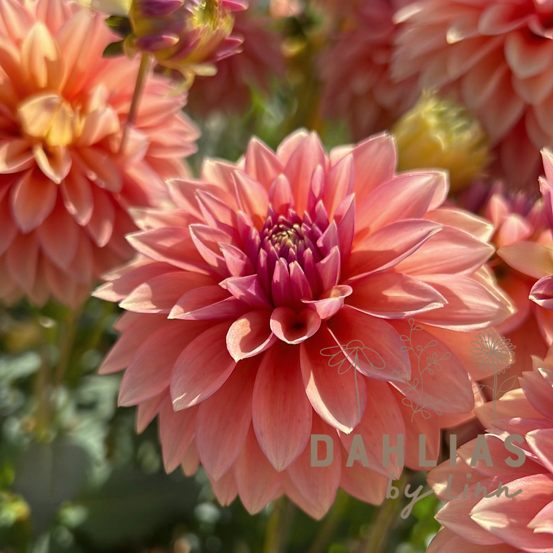 Dahlia Kick Off