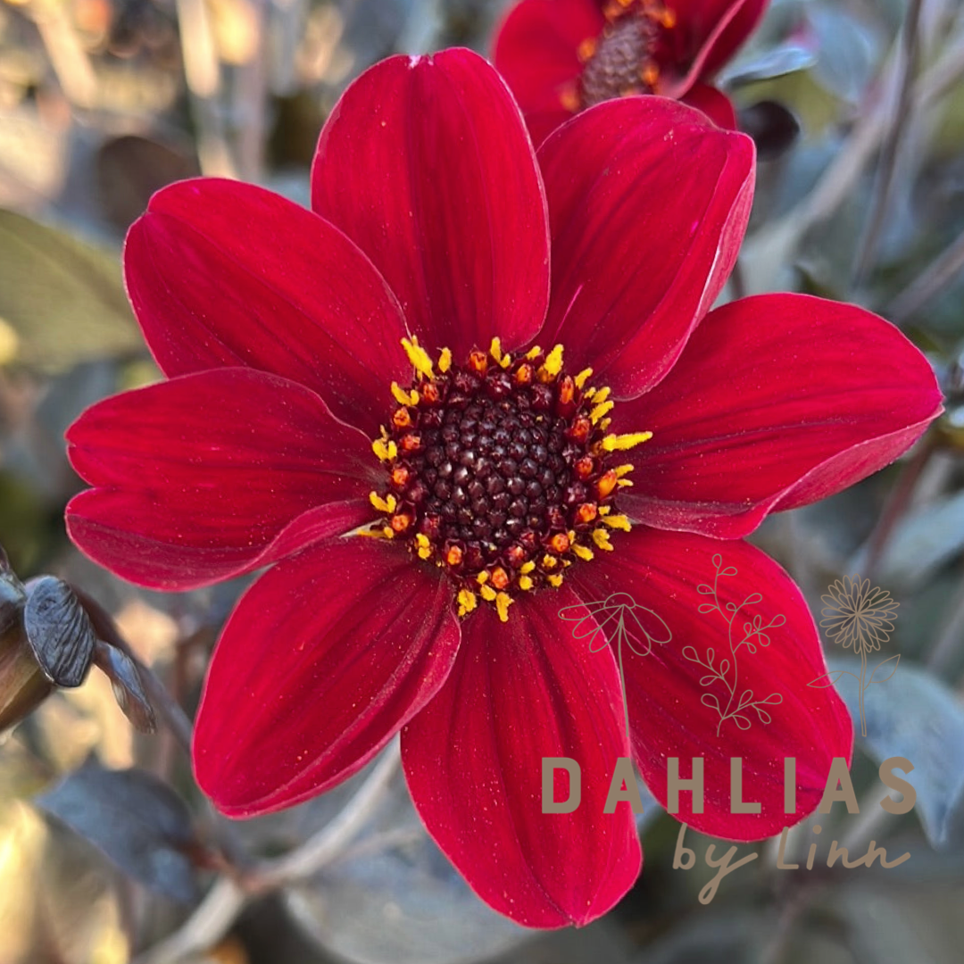 Dahlia HS Romeo