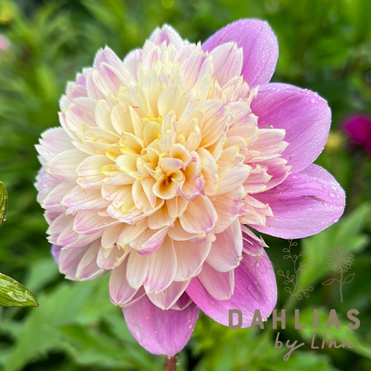 Dahlia Take Off