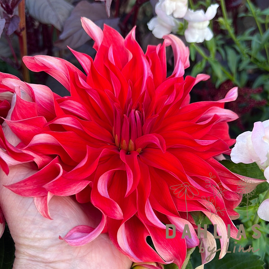 Dahlia Red Labyrinth