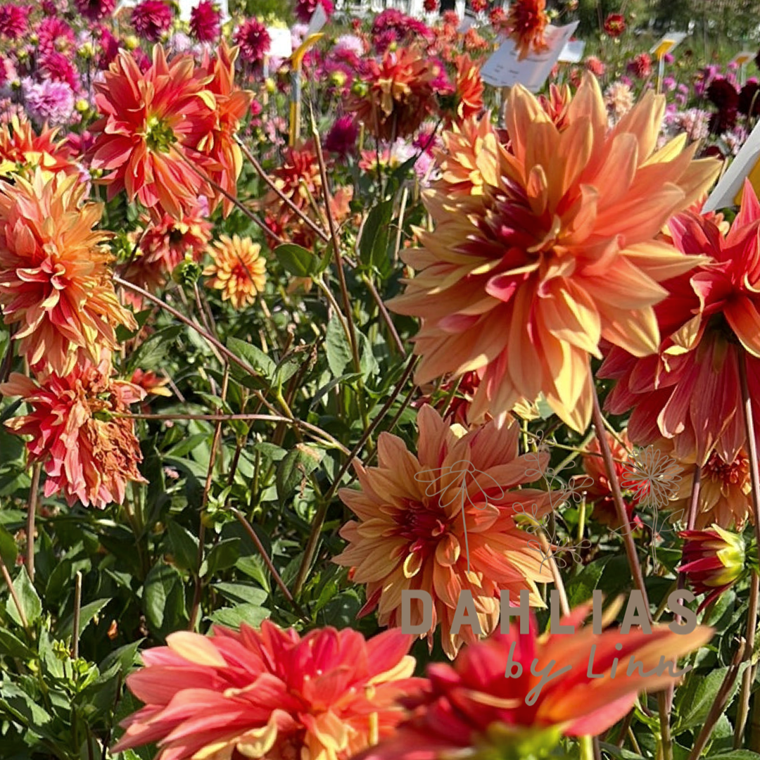 Dahlia French Cancan