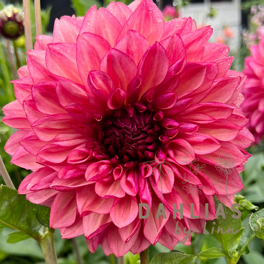 Dahlia Bacardi