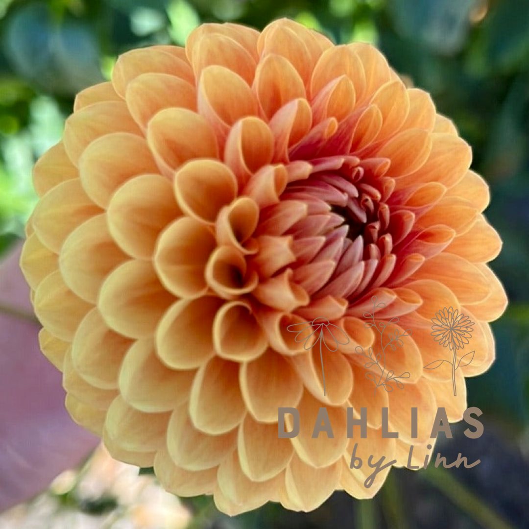 Dahlia Beatrice Dahlias By Linn