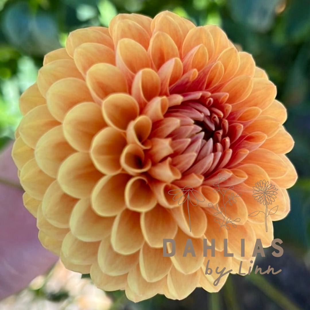 Dahlia Beatrice