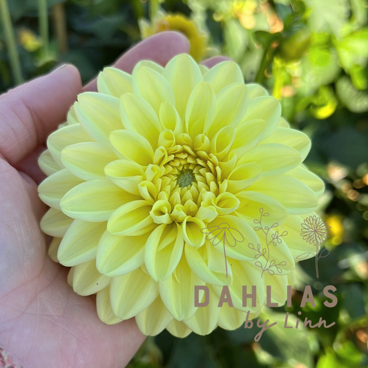 Dahlia Golden Eye