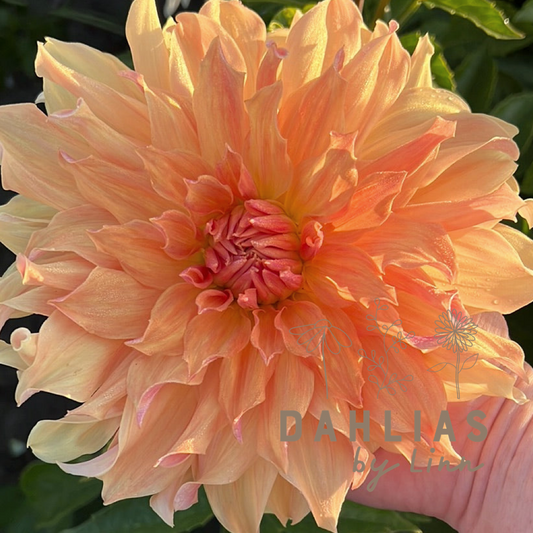 Dahlia Big brother