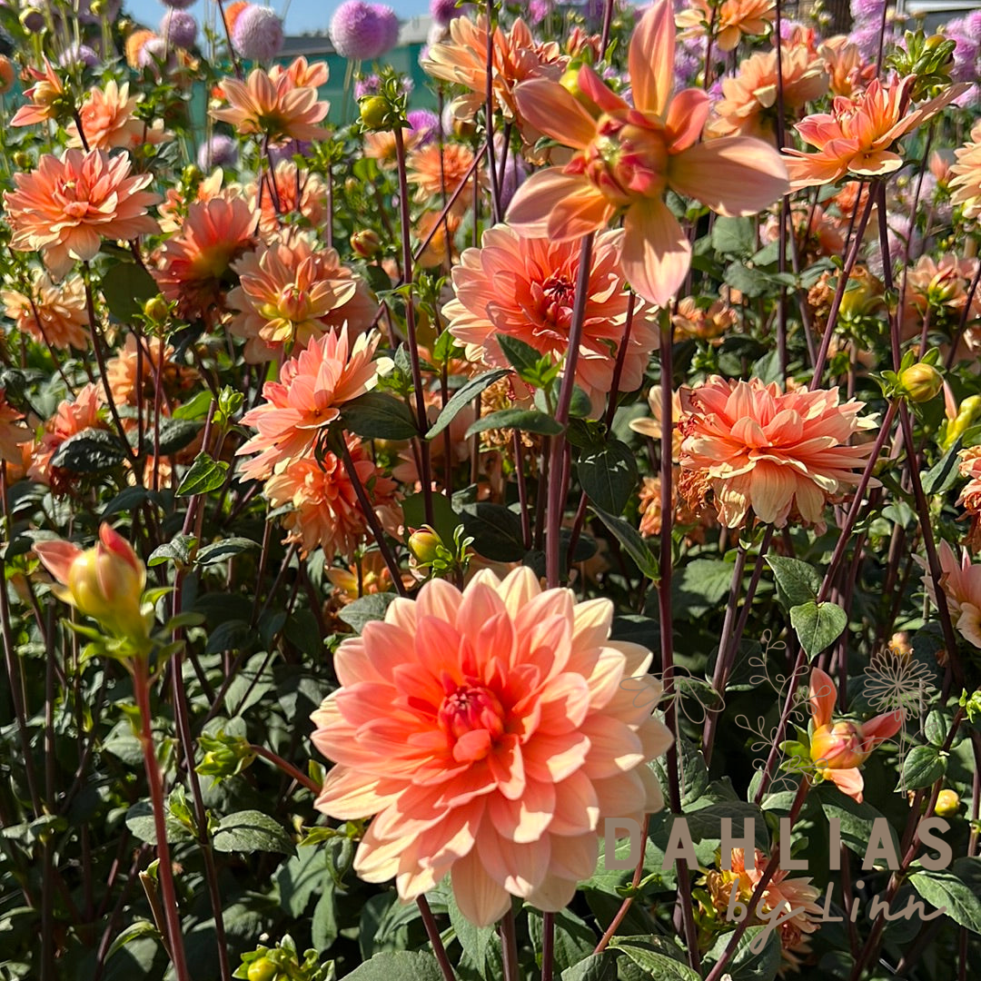 Dahlia Yvonne