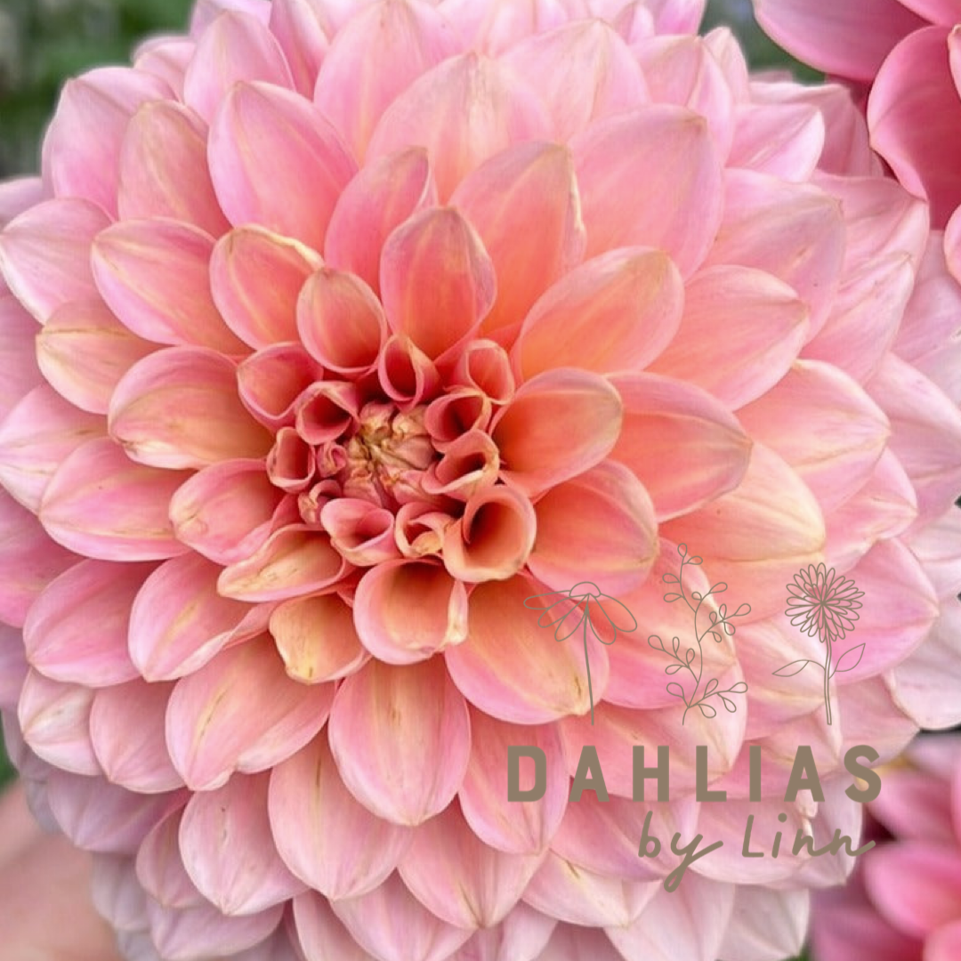 Dahlia Doris Duke Utgår!