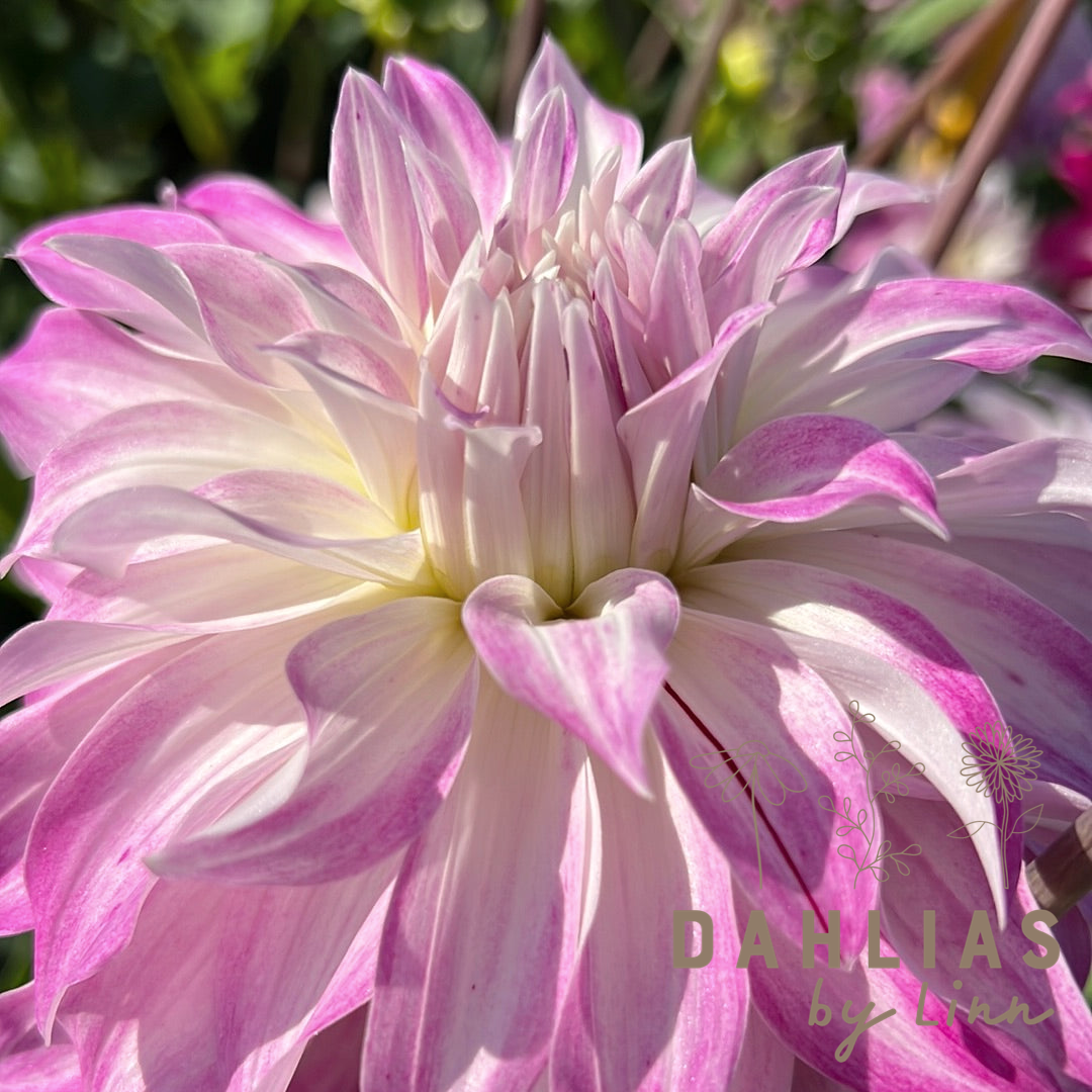 Dahlia Pink Petticoat