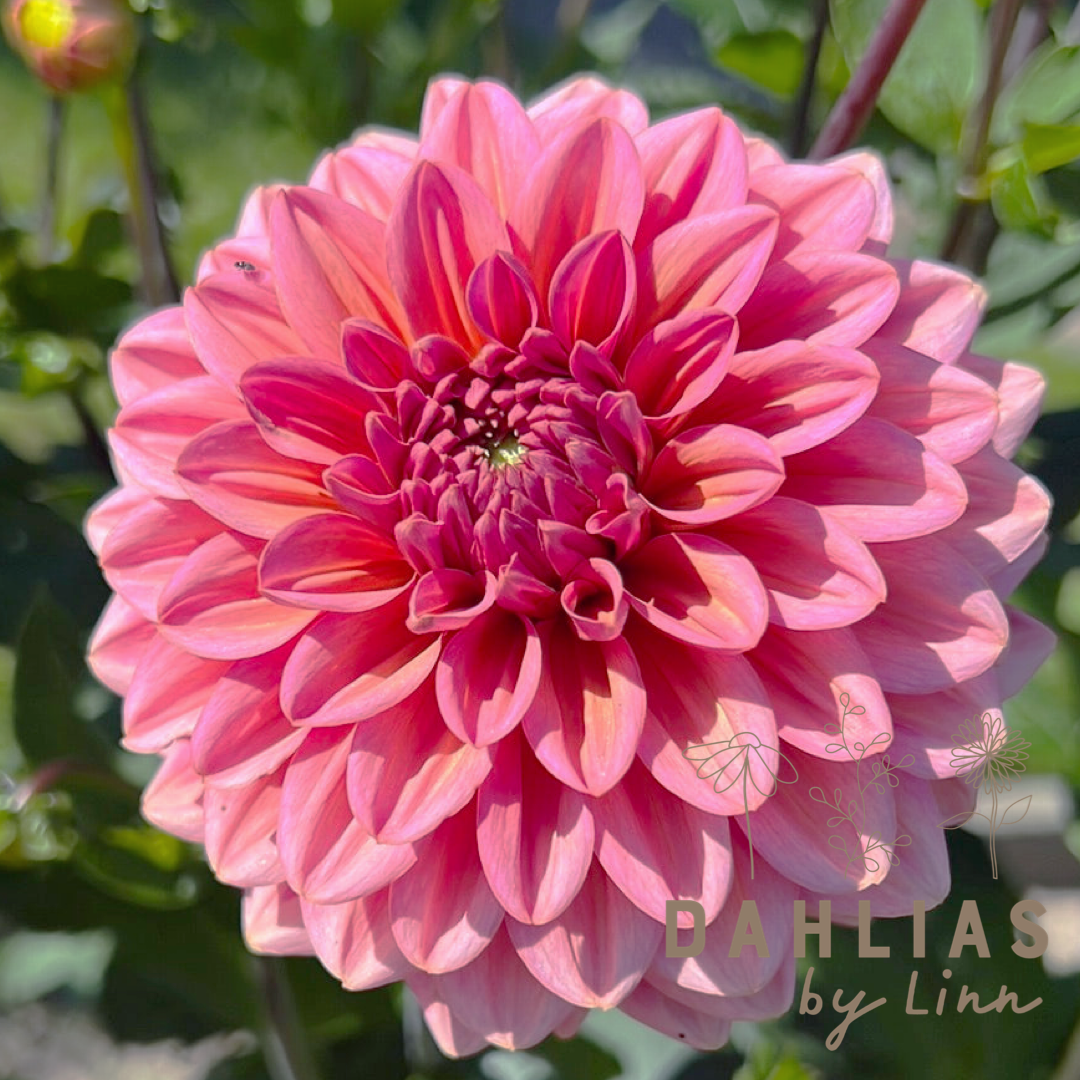 Dahlia Salmon Runner