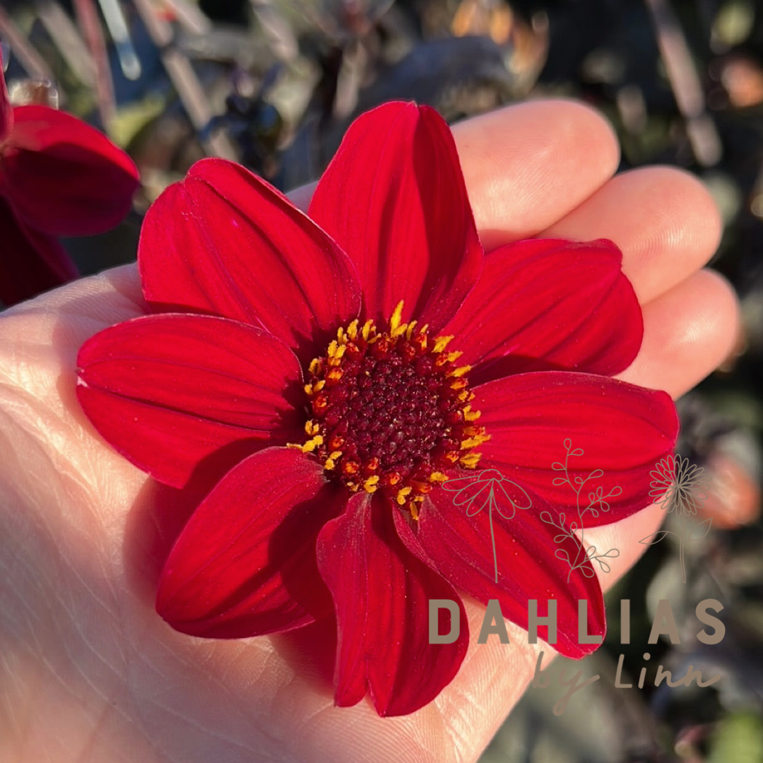 Dahlia HS Romeo