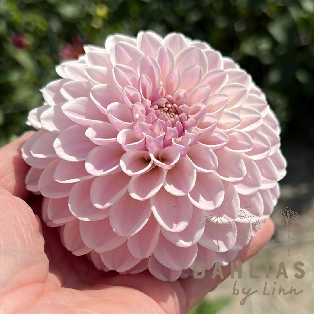 Dahlia Pink Silk