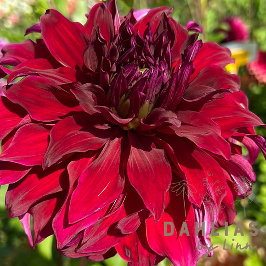 Dahlia Spartacus