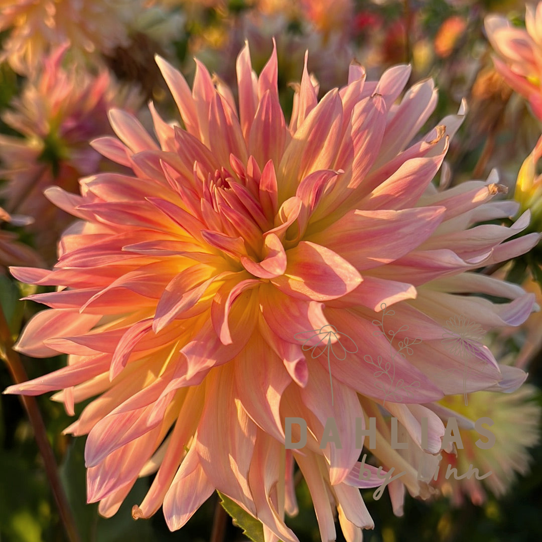 Dahlia Cabana Banana