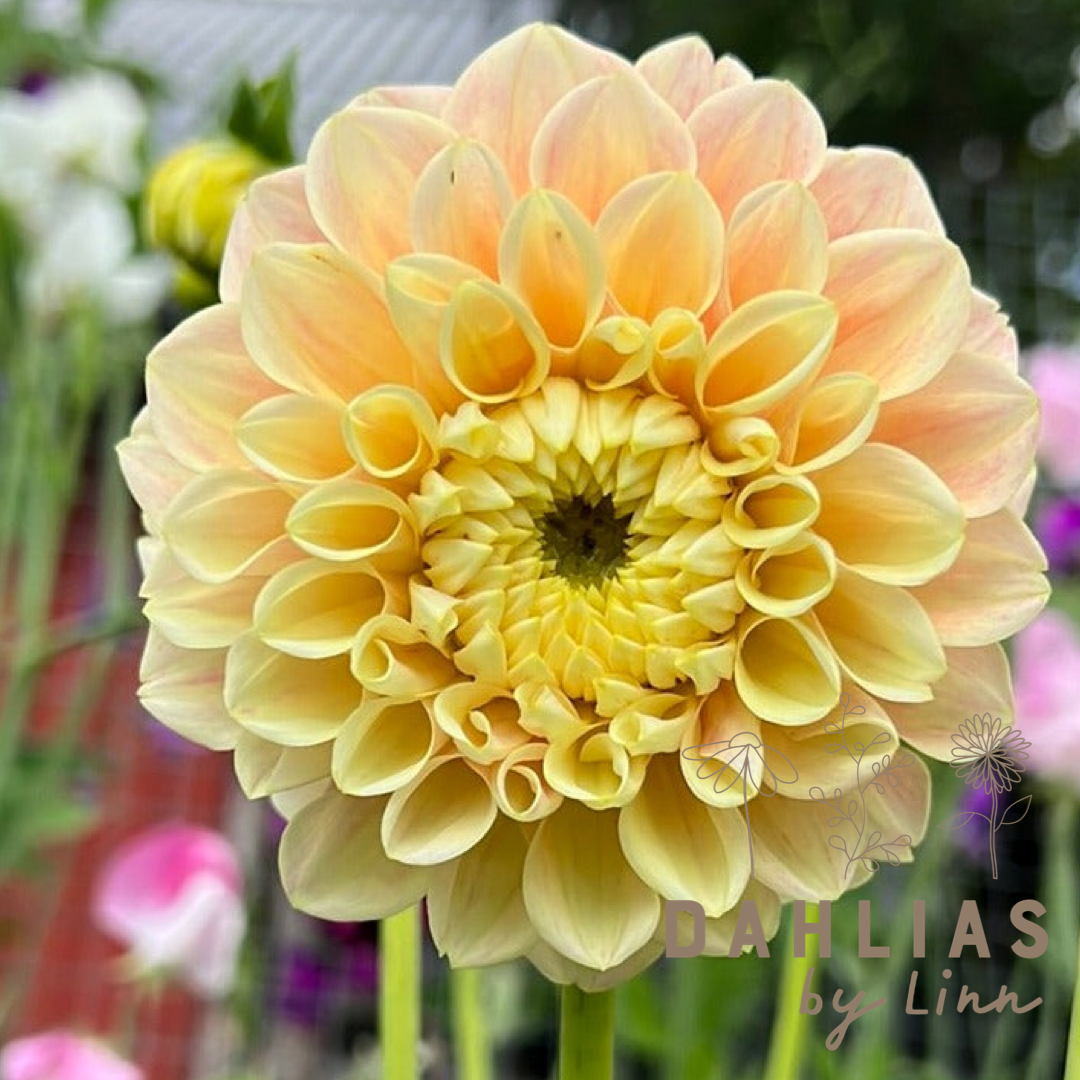 Dahlia Sweet Suzanne