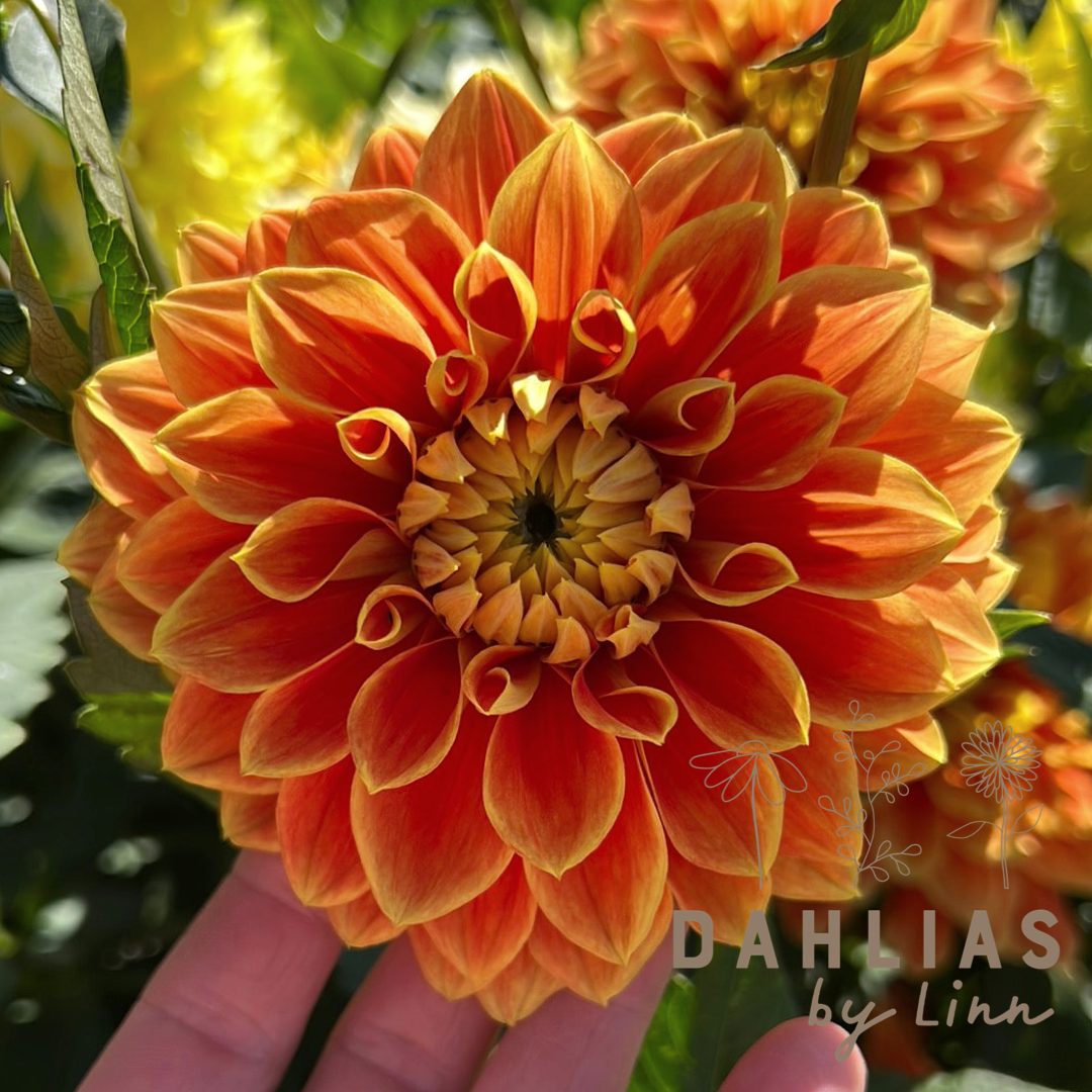 Dahlia Myrthe Utgår!