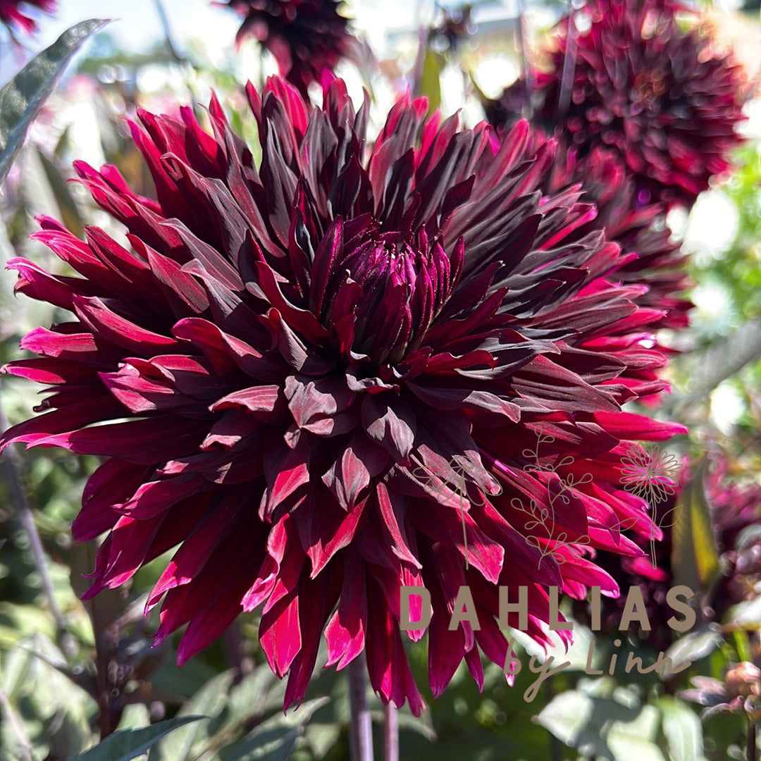 Dahlia Black Jack