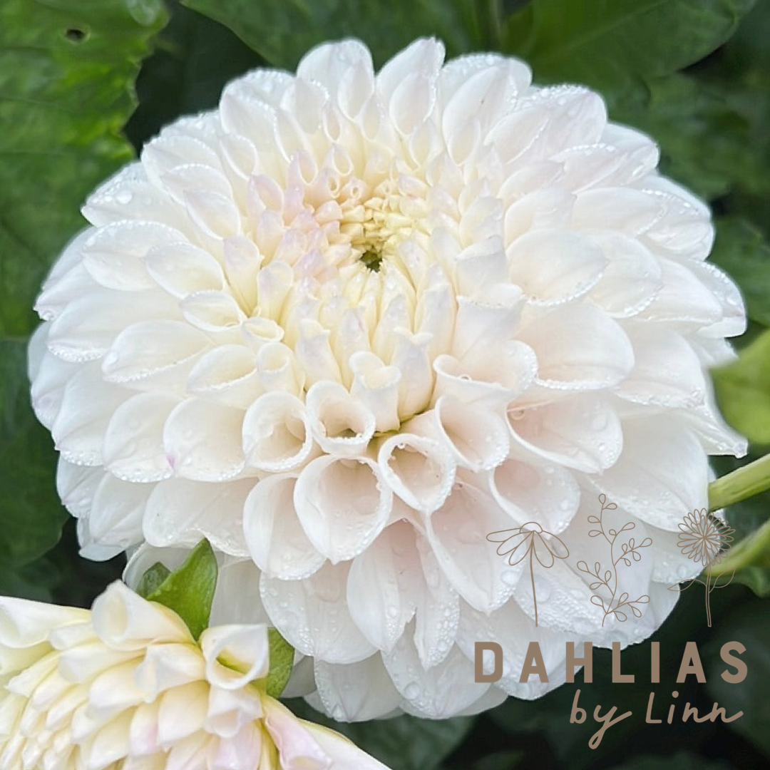 Dahlia Pink Pearl