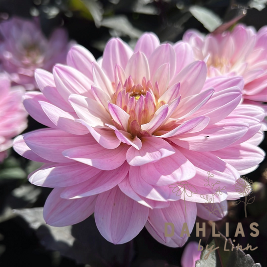 Dahlia Melody Harmony