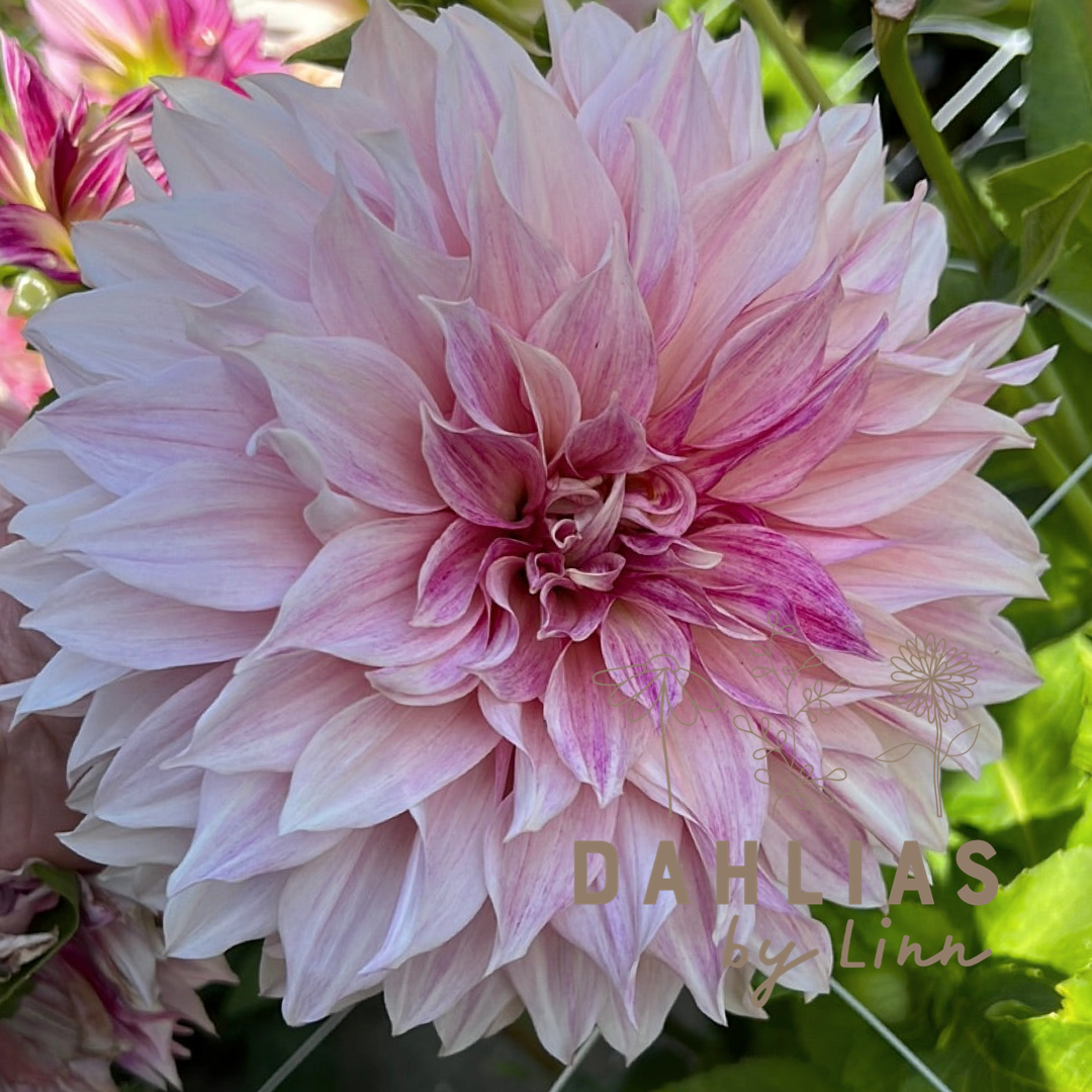 Dahlia Café au lait Royal