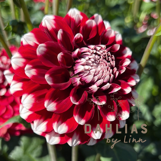 Dahlia Checkers