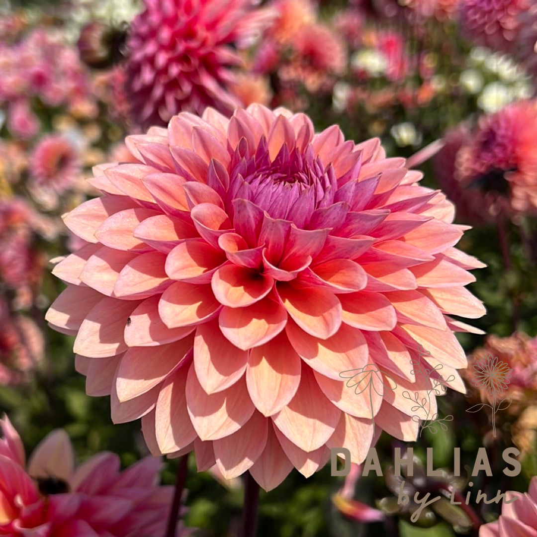 Dahlia Sweet Sanne