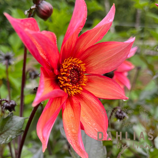 Dahlia Waltzing Mathilda