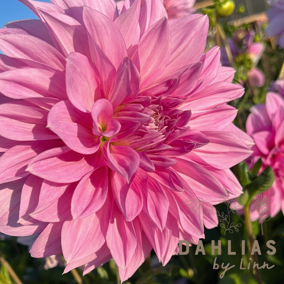 Dahlia Lavender Perfection