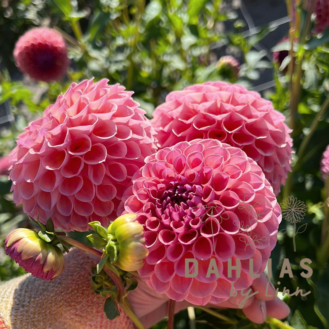 Dahlia Jowey Winnie