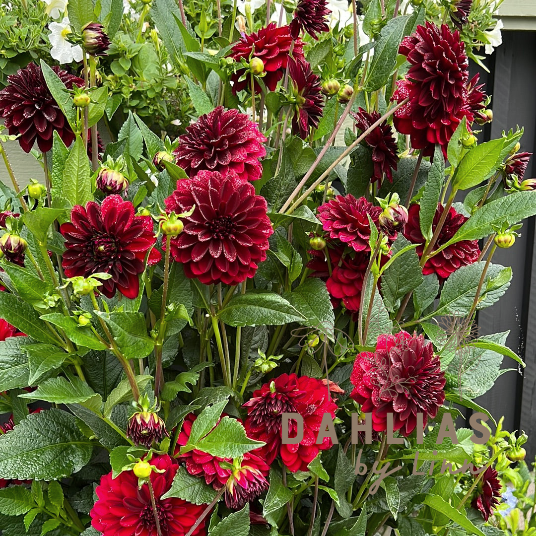 Dahlia Arabian Night