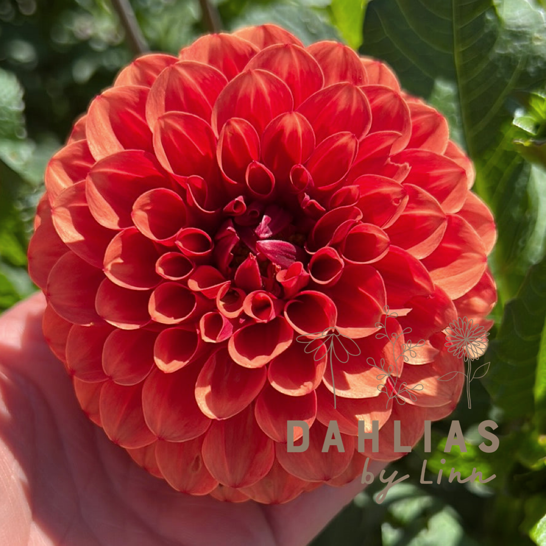 Dahlia Brown Sugar