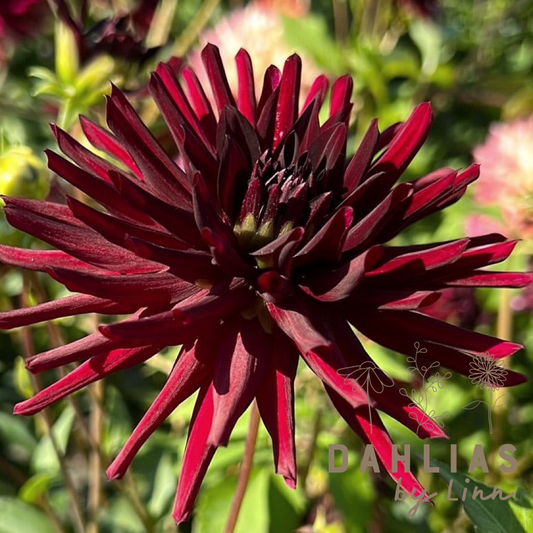 Dahlia Nuit d'Ete