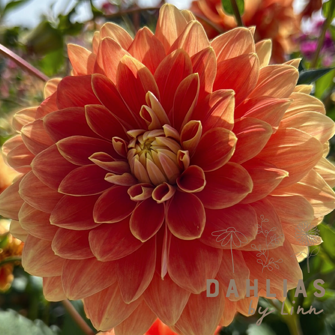 Dahlia Myrthe Utgår!