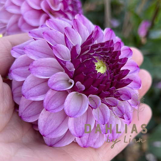 Dahlia Columbus