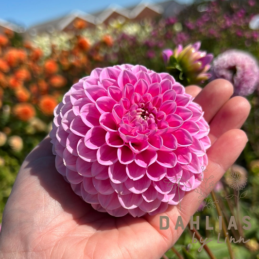 Dahlia Sweet Fabienne
