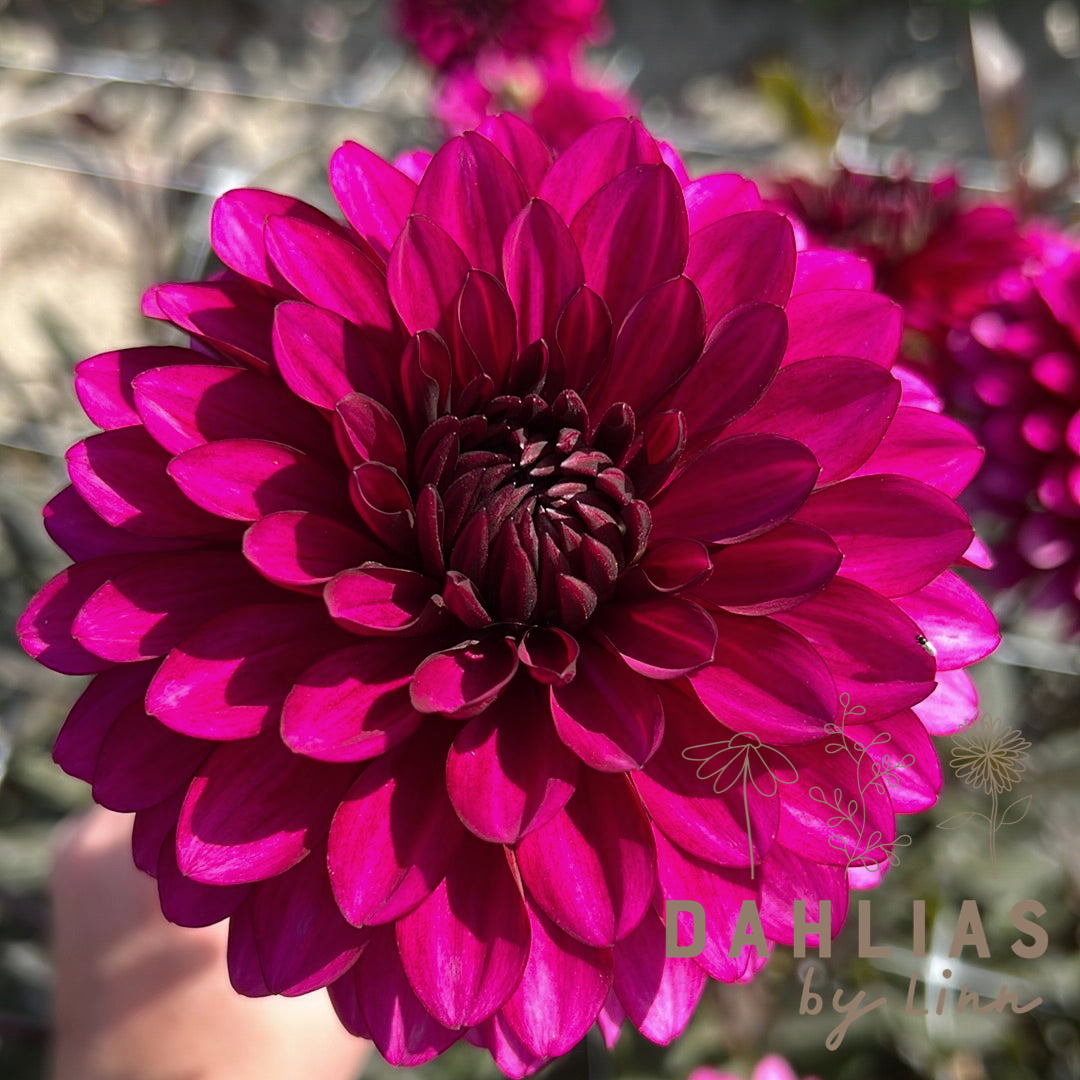 Dahlia Purple Flame