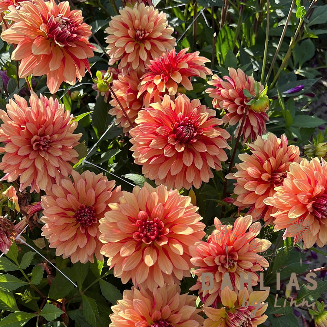 Dahlia Miss Brandy